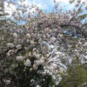 ヒメ日記 2025/04/09 20:15 投稿 美憂（みゆう） 人妻・若妻デリヘル レディプレイス