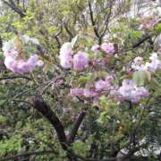 ヒメ日記 2025/04/12 21:50 投稿 美憂（みゆう） 人妻・若妻デリヘル レディプレイス