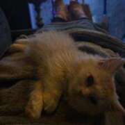 ヒメ日記 2026/01/29 06:51 投稿 ユリア Club Hearts