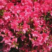 ヒメ日記 2025/04/17 12:30 投稿 大石 錦糸町おかあさん