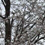 ヒメ日記 2025/03/31 14:59 投稿 ゆら もんぜつちじょ本店