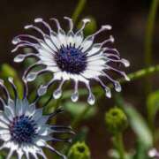 ヒメ日記 2025/04/20 22:17 投稿 みこと もんぜつちじょ本店