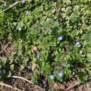 ヒメ日記 2026/03/20 13:29 投稿 みこと もんぜつちじょ本店