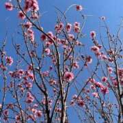 ヒメ日記 2026/03/25 12:29 投稿 みこと もんぜつちじょ本店