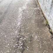 ヒメ日記 2026/04/02 16:29 投稿 みこと もんぜつちじょ本店