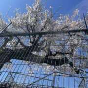 ヒメ日記 2026/04/04 19:49 投稿 みこと もんぜつちじょ本店