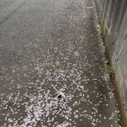 ヒメ日記 2026/04/05 14:49 投稿 みこと もんぜつちじょ本店