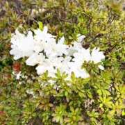 みこと 次回シフト◎ もんぜつちじょ本店