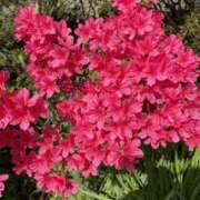 みこと 本日もありがとうございました～◎ もんぜつちじょ本店