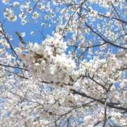 ヒメ日記 2025/04/04 09:48 投稿 かえで One More 奥様　錦糸町店