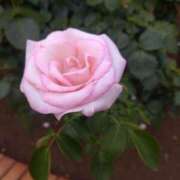 ヒメ日記 2025/07/19 09:45 投稿 かえで One More 奥様　錦糸町店