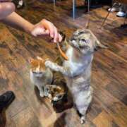 もえ  時には彼女に甘えたい♡ わたしのこと忘れてない？ Parfaite Luna☆(パルフェットルナ)