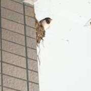 すずか 明日お休みいただきます Queen Angel(クイーンエンジェル)