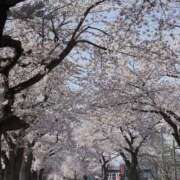 ヒメ日記 2025/04/24 01:39 投稿 片桐かなで シャトーペトラ