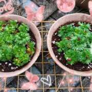 ヒメ日記 2025/01/12 16:18 投稿 萌絵(もえ) 熟女出逢い会『百合の園』目黒店