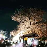 ヒメ日記 2025/03/31 12:38 投稿 萌絵(もえ) 熟女出逢い会『百合の園』目黒店