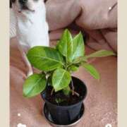 ヒメ日記 2025/04/11 12:08 投稿 萌絵(もえ) 熟女出逢い会『百合の園』目黒店