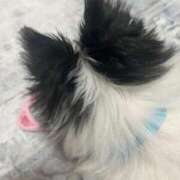 芹澤 るい すみませんっ💦 Dolce～ドルチェ～