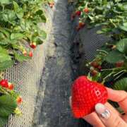 サラ いちごの季節? マテリアル