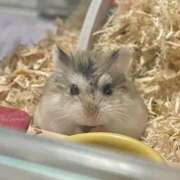 ヒメ日記 2026/04/07 13:42 投稿 のん 白いぽっちゃりさん錦糸町店