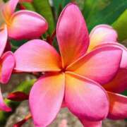 ヒメ日記 2026/02/09 19:59 投稿 ここな 東京アロマスタイル