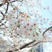 ヒメ日記 2025/04/09 12:29 投稿 みんと チューリップ姫路店