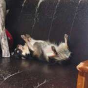 けい おはよー 熟女の風俗最終章 所沢店