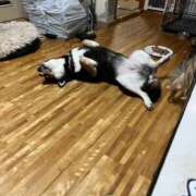 ヒメ日記 2025/04/12 17:30 投稿 けい 熟女の風俗最終章 立川店