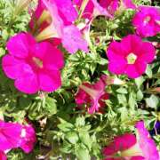 みお お詫び ファンタジー