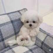 ひな 【お礼写メ日記】 札幌しこたまクリニック