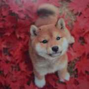 有馬優 13日(木)のありがとう 五十路マダムエクスプレス船橋店(カサブランカグループ)