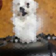 あやめ はいた~い！ちゅ~うがなびら~♫めで チューリップ福井本館