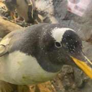 ヒメ日記 2025/01/05 09:09 投稿 Honoka ワンカラット～人妻の輝き～