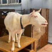 ヒメ日記 2025/03/04 09:02 投稿 Honoka ワンカラット～人妻の輝き～