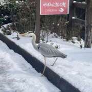 ヒメ日記 2025/03/10 07:19 投稿 Honoka ワンカラット～人妻の輝き～