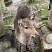 ヒメ日記 2025/03/16 09:45 投稿 Honoka ワンカラット～人妻の輝き～