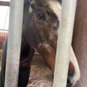 ヒメ日記 2025/05/24 07:15 投稿 Honoka ワンカラット～人妻の輝き～