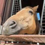 ヒメ日記 2025/07/09 06:41 投稿 Honoka ワンカラット～人妻の輝き～