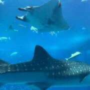 ヒメ日記 2025/08/23 09:07 投稿 Honoka ワンカラット～人妻の輝き～