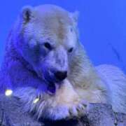 ヒメ日記 2025/01/07 19:12 投稿 ゆりあ ソープランド看護学院ディエックス