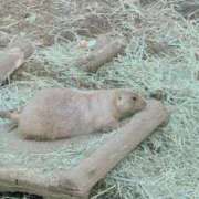 ヒメ日記 2026/03/12 06:39 投稿 のぞみ エンジェルハンズ