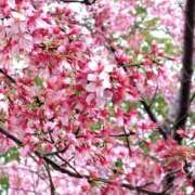 ヒメ日記 2026/03/17 23:14 投稿 みらい 丸妻 横浜本店