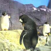 ヒメ日記 2025/01/17 13:25 投稿 れいは 熟女家 ミナミエリア店