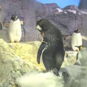 ヒメ日記 2025/04/11 09:25 投稿 れいは 熟女家 ミナミエリア店