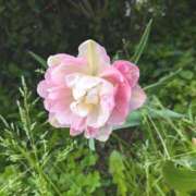 ヒメ日記 2025/04/13 13:45 投稿 れいは 熟女家 ミナミエリア店