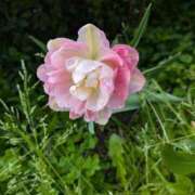 ヒメ日記 2025/04/23 12:25 投稿 れいは 熟女家 ミナミエリア店