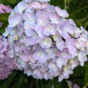 ヒメ日記 2025/06/14 15:05 投稿 れいは 熟女家 ミナミエリア店