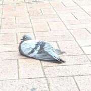 ヒメ日記 2025/09/18 16:25 投稿 れいは 熟女家 ミナミエリア店