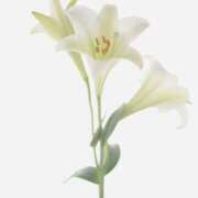 ヒメ日記 2025/11/13 09:25 投稿 れいは 熟女家 ミナミエリア店