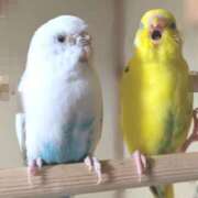 ヒメ日記 2025/12/18 13:05 投稿 れいは 熟女家 ミナミエリア店